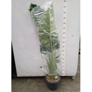 Alocasia  'Portodora'