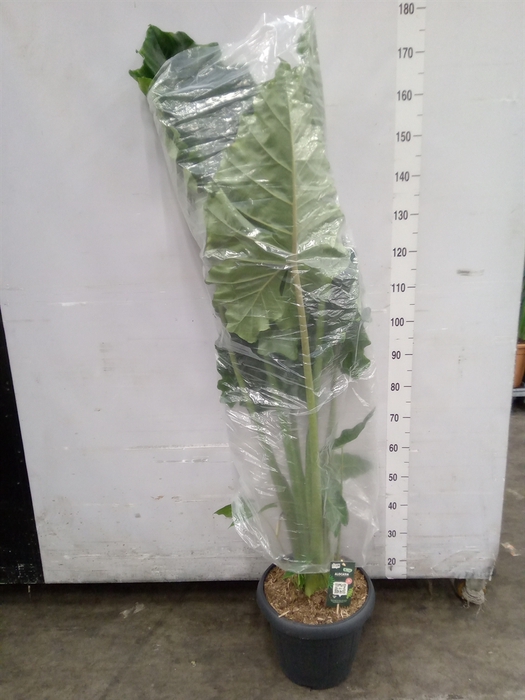 <h4>Alocasia  'Portodora'</h4>
