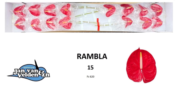 <h4>ANTH A RAMBLA</h4>