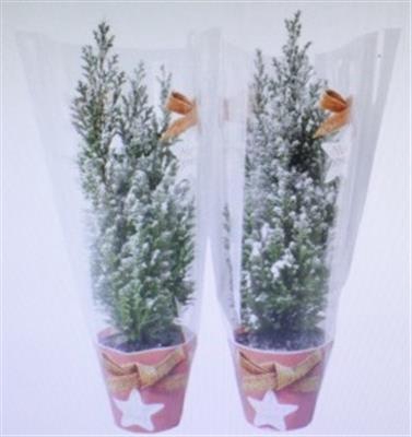 <h4>25202 NATUREL PICEA</h4>