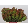 Leucadendron Laurel Yellow