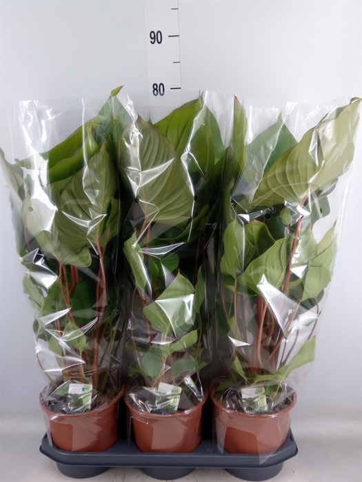 <h4>Homalomena rubescens 'Maggy'</h4>