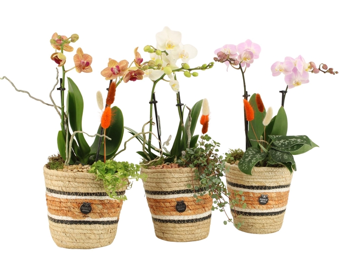 <h4>41593: Treasure time arrangement</h4>