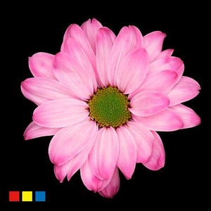 Chr T Kennedy Cherry