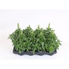 Antirrhinum Majus geel