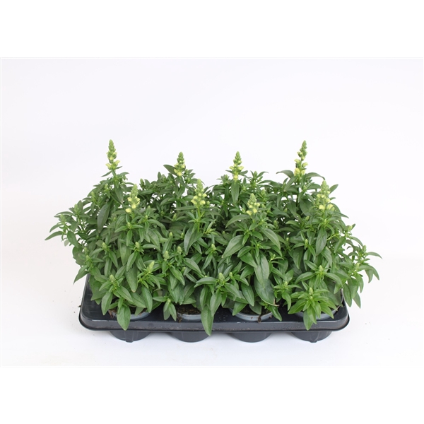 <h4>Antirrhinum Majus geel</h4>