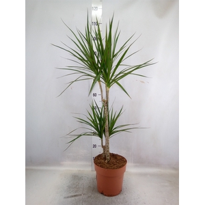 Dracaena marg.