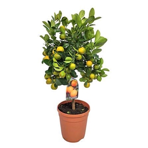 Citrus Calamondin Stem