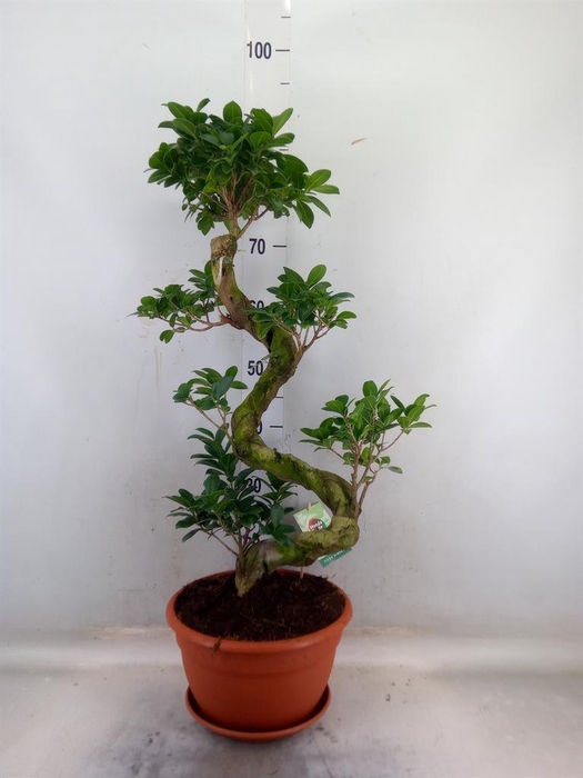 <h4>Ficus microcarpa 'Ginseng'</h4>