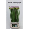 Allium Smokey Eyes