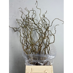 Corylus (1-Jarig)