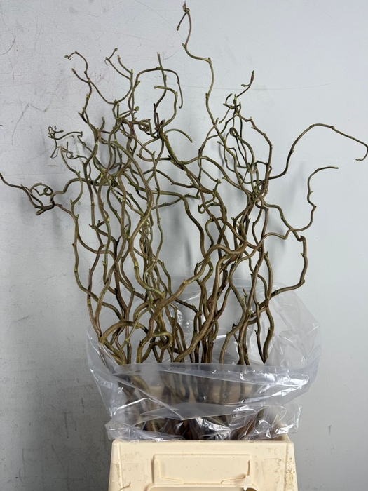 <h4>Corylus (1-Jarig)</h4>