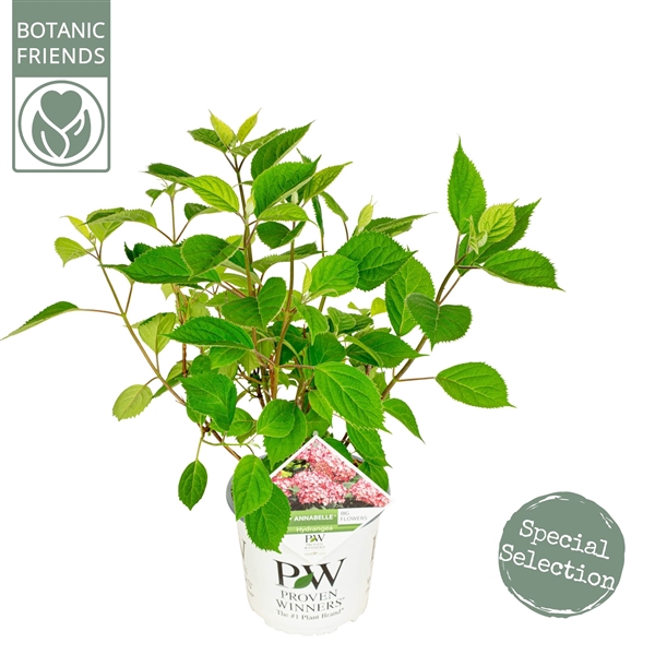 <h4>Hydrangea ar. 'Ruby Annabelle' ®</h4>