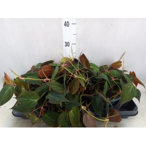 Philodendron scand. subsp. micans