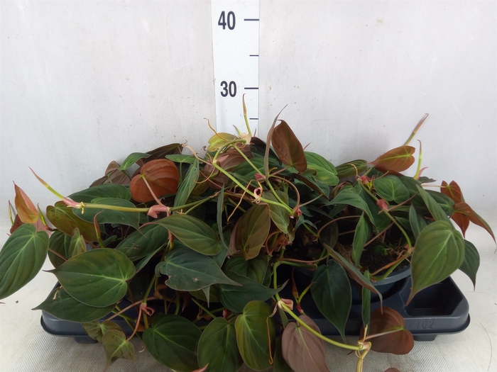 <h4>Philodendron scand. subsp. micans</h4>