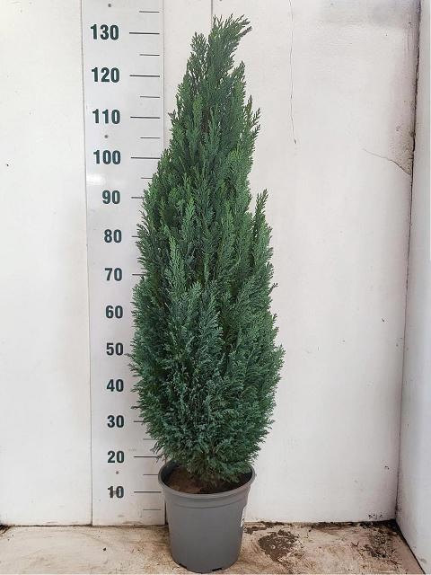 <h4>CHAM L ELLWOODII</h4>