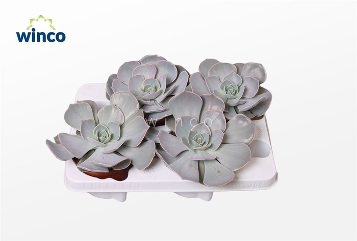 <h4>Echeveria Pollux Xl</h4>