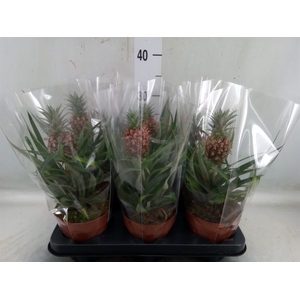 Ananas  'Rosita'