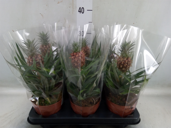 <h4>Ananas  'Rosita'</h4>
