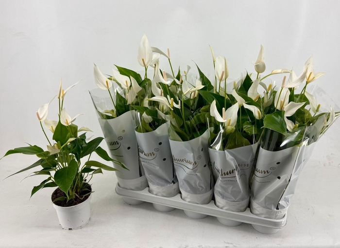 <h4>ANTHU AN OV</h4>