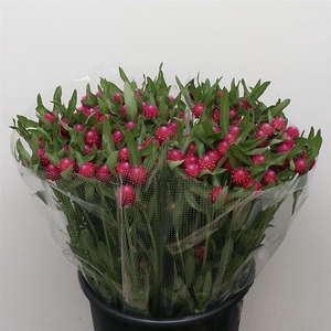 Gomph Gl Cerise