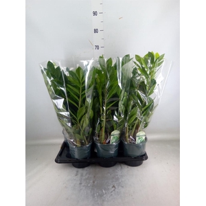 Zamioculcas zamiifolia