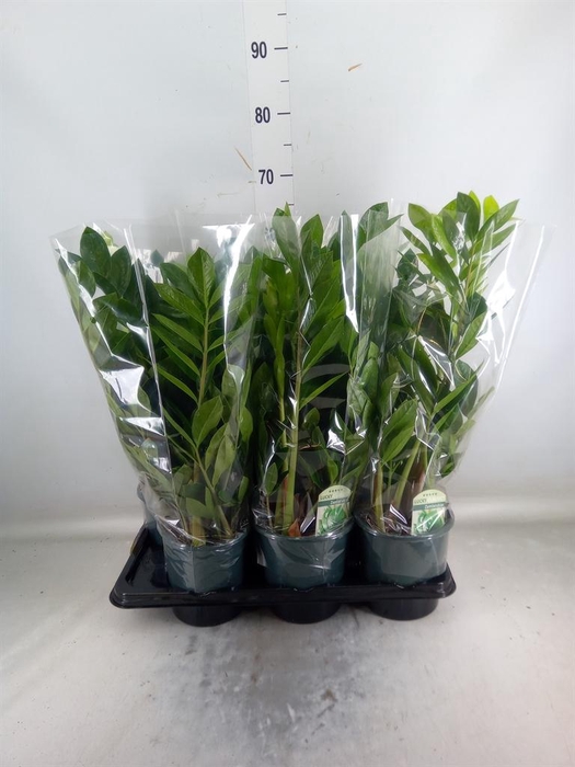 <h4>Zamioculcas zamiifolia</h4>
