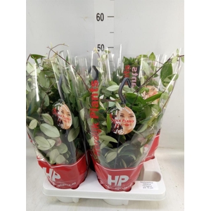 Aeschynanthus lobb. 'Variegatus'