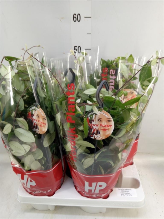 <h4>Aeschynanthus lobb. 'Variegatus'</h4>