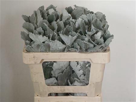 <h4>JACOBAEA NEW LOOK</h4>