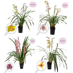 Cymbidium Italië mix 3 tak