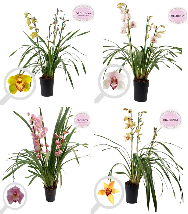 <h4>Cymbidium Italië mix 3 tak</h4>