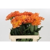 Dahlia Dr Phil