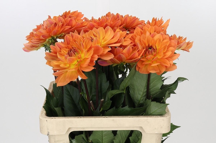 Dahlia Dr Phil