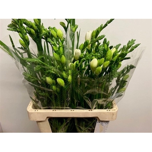 FREESIA DU ESSENCE 40 GR.