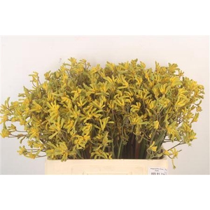 Anigoz Bush Down X100