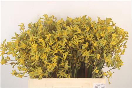 <h4>Anigoz Bush Down X100</h4>