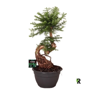 Araucaria Overig ABBP2675