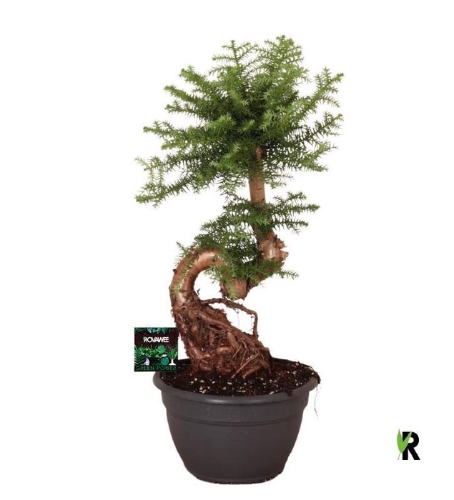 Araucaria Overig ABBP2675