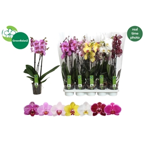 PHAL GEM 7 KL
