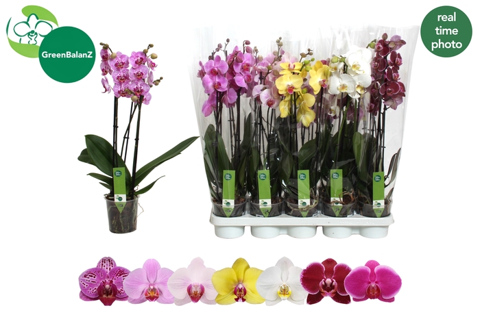 <h4>PHAL GEM 7 KL</h4>