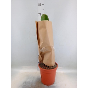 Euphorbia abyssinica