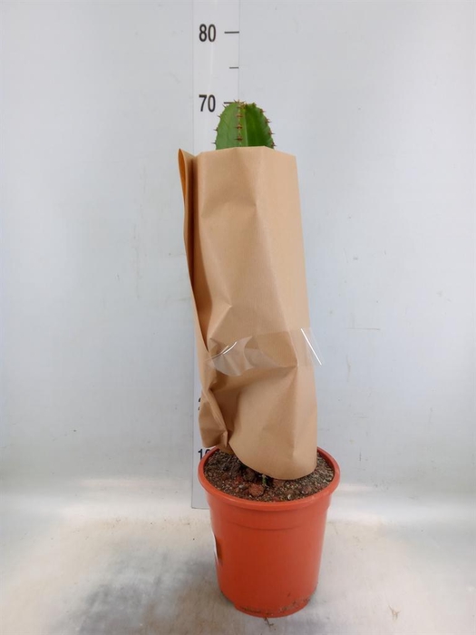 <h4>Euphorbia abyssinica</h4>