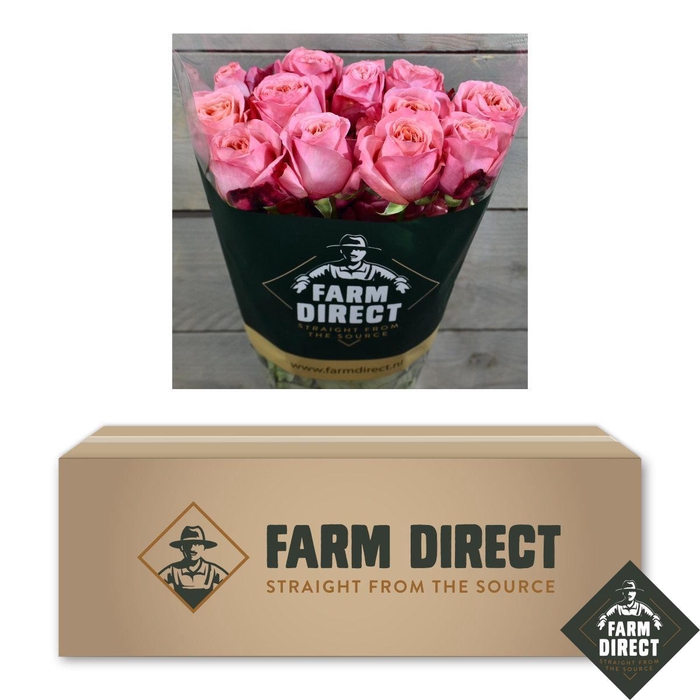 <h4>R GR PINK XPRESSION BOX x50</h4>