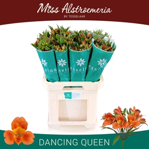 ALSTR DANCING QUEEN