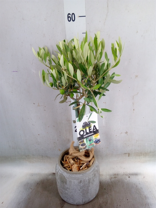 <h4>Arr.   Tuinplanten H%</h4>