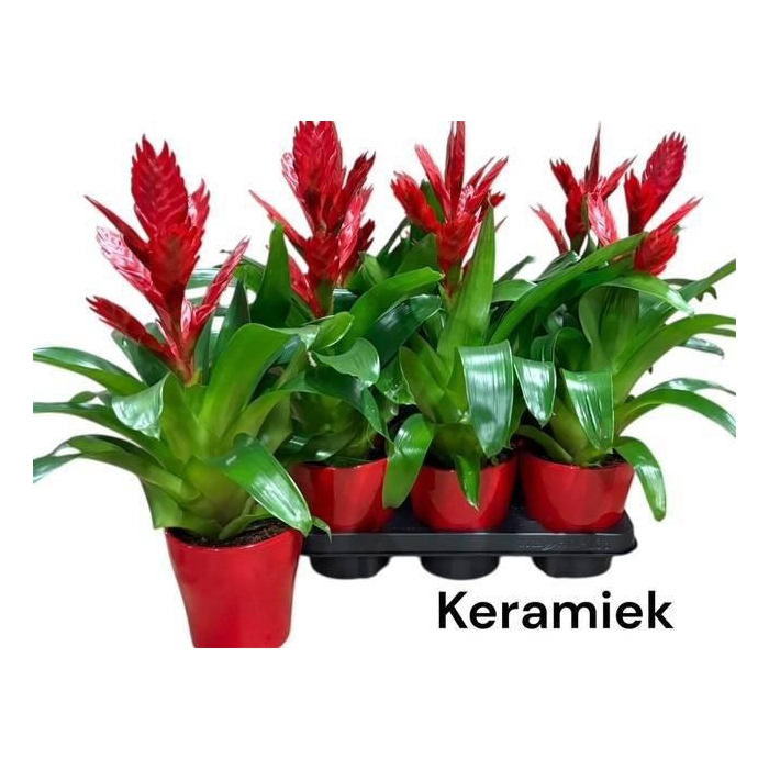 <h4>VRIES VENGA</h4>