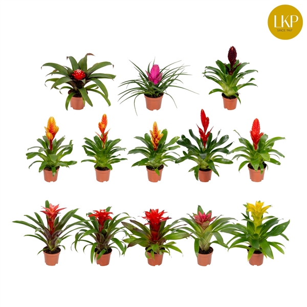 <h4>Bromelia Adventure Gemengd 10.5cm (Met Hoes)</h4>
