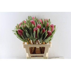 PROTEA SHEILA