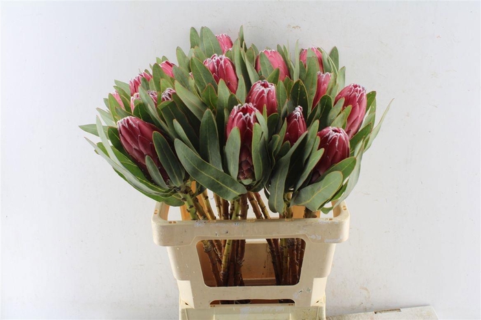 <h4>PROTEA SHEILA</h4>